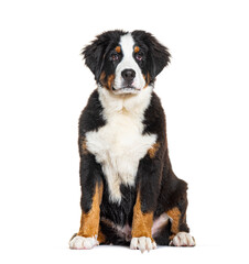 Bernese monutain dog puppy, four months old, isolated on white