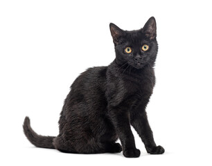 Side view of a Black cat, yellow eyed, looking at the camera, isolated on white