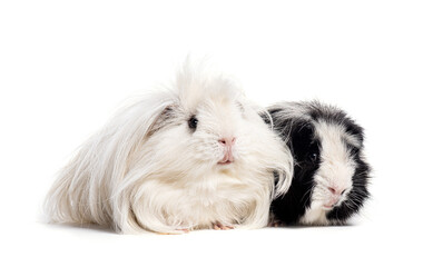 Two Guinea Pigs together, isolated on white