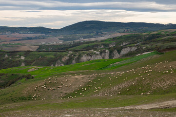 Beautiful Italian Landscape in Tuscany with famous cypress trees, dramatic sky and grazing sheep....