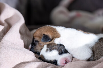 sleeping Jack Russell Terrier puppies. Newborn puppies.