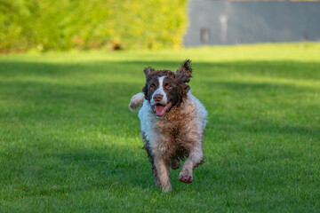 A springer spaniel with brown and white fur runs to camera. 