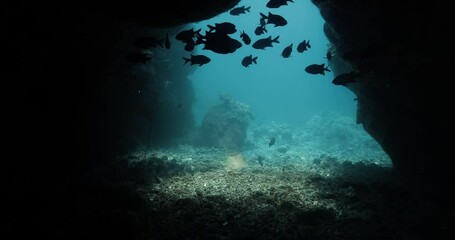 Delicate subaquatic view of an underwater cave with fish on the gate. - Powered by Adobe