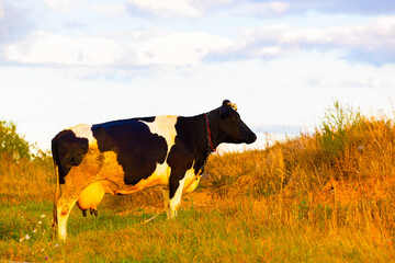 a cow with a large udder stands in the meadow