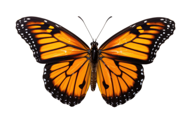 Butterfly Wings On Isolated Background