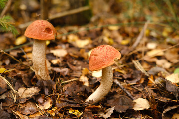 Two red aspen trees grow in the forest. Mushrooms in the forest. Mushroom picking