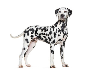 Side view of a Dalmatian dog looking proudly away, isolated on white