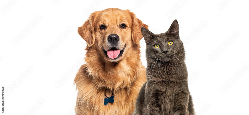 Wall mural Happy panting Golden retriever dog and blue Maine Coon looking at camera, Isolated on white