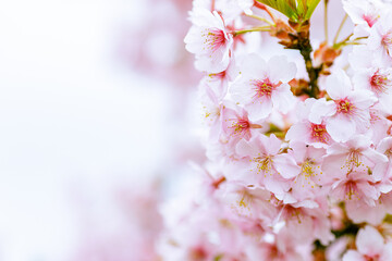 Obraz premium 河津桜のクローズアップ