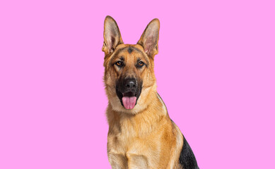 head shot of a German shepherd panting and looking at the camera against pink background