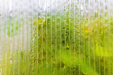 condensation on the plastic wall of the greenhouse. 