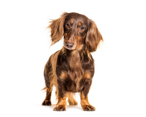 Dachshund standing and facing at the camera, isolated on white
