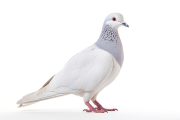 Pigeon isolated on a white background.