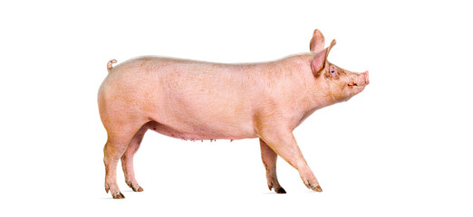 Side view of a Domestic pig walking, isolated on white