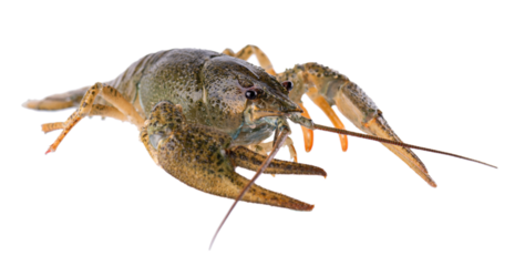 Live crayfish isolated on white background. Clipping path.