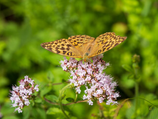 Silver-washed Fritillary Feeding on Marjoram