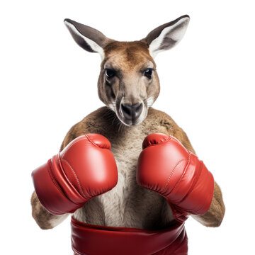 Kangaroo with boxing gloves