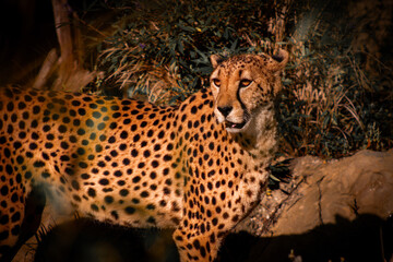 Gepard © Sandra G. Matocha