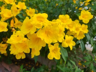 Obraz premium yellow flowers in the garden