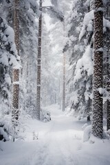 Fototapeta premium Tall pine trees stand covered in snow, with the early morning light casting a soft glow over the tranquil forest landscape
