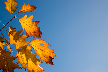 Eichenbaum Eichenblätter und blauer Himmel im Herbst - obrazy, fototapety, plakaty