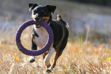 A Jack Russell Terrier dog plays with a rubber ring during a walk.