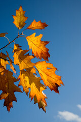 Eichenbaum im Herbst - obrazy, fototapety, plakaty