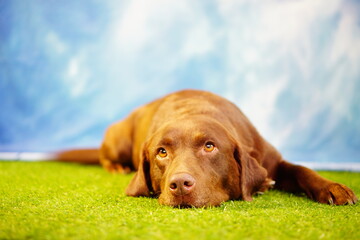 Schoko Labrador braun Hund auf Gras Wiese aufmerksamer Blick draußen blauer Himmel Hintergrund