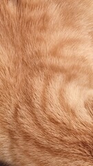 fox texture