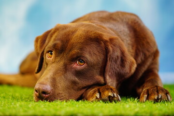 Schoko Labrador braun Hund auf Gras Wiese aufmerksamer Blick drau&szlig;en blauer Himmel Hintergrund