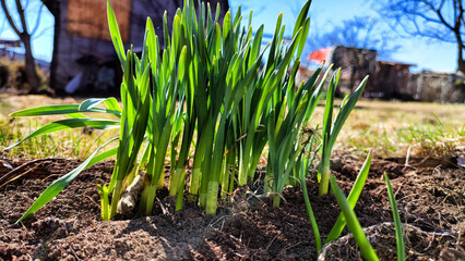 Small sprouts of fresh greenery on the earth on the bed of a sunny spring day