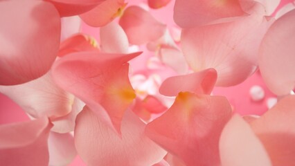 Falling Pink Rose Petals, Isolated on White Background.