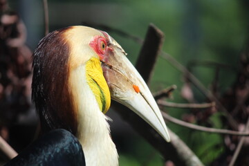 Hornbill is a type of bird that has a beak shaped like a cow horn but without the loop. It is usually light-coloured.