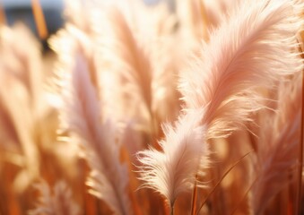 Color of the year 2024: Peach Fuzz color growing pampas grass landscape background