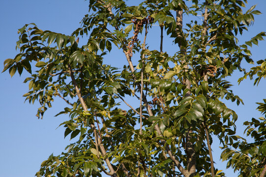 Eschenbl&auml;tter im Fr&uuml;hling bei blauem Himmel