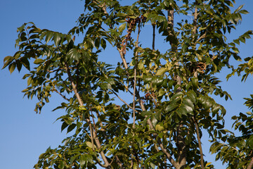 Eschenblätter im Frühling bei blauem Himmel