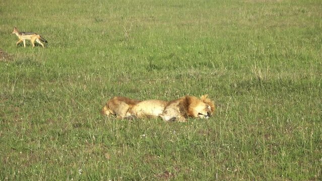 An impressive male wild lion having a break in the wilds of Africa