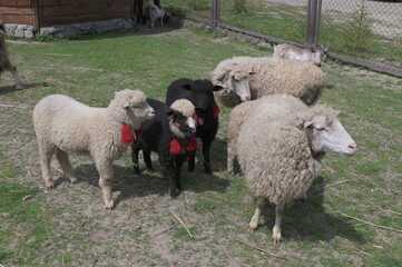 Merino Sheep out in the paddock.