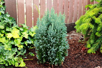 Juniper is a very beautiful conifer.