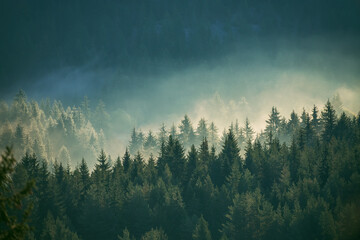 Misty pine forest on the mountain slope in a nature reserve - Powered by Adobe