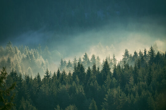 Fototapeta Misty pine forest on the mountain slope in a nature reserve
