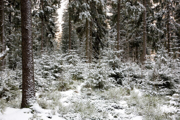 Junge Fichten im Winterwald - Wald mit Fichten im Winter