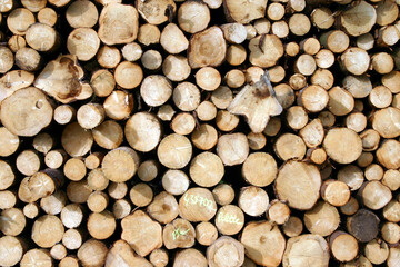 Fichtenholz Rundhölzer aufgeschlichtet im Holzlager