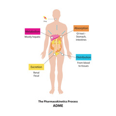 Diagram showing pharmacokinetic parameters - ADME - Absorption, Distribution, Metabolism and excretion - anatomic illustration - GI tract, liver, kidneys.