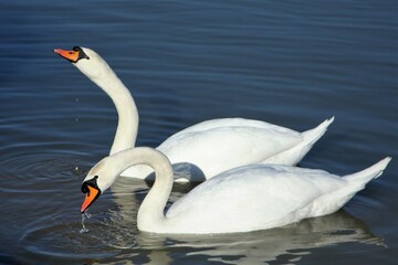 swan on the water