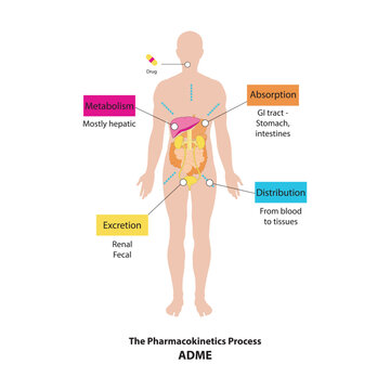 Diagram Showing Pharmacokinetic Parameters - ADME - Absorption, Distribution, Metabolism And Excretion - Anatomic Illustration - GI Tract, Liver, Kidneys.