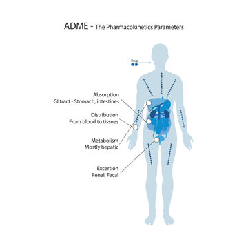 Diagram showing pharmacokinetic parameters - ADME - Absorption, Distribution, Metabolism and excretion - anatomic illustration - GI tract, liver, kidneys.