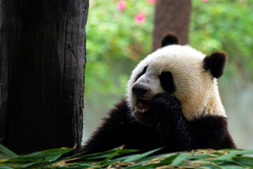 Giant panda bear