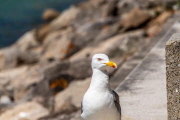 Gaviotas en la Comunidad Autónoma de Galicia.