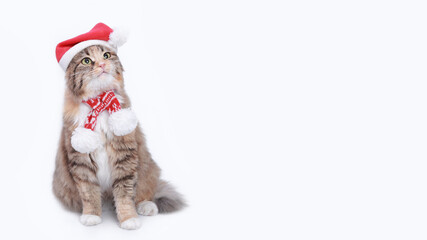 Christmas Cat on white background. Studio portrait of a cat wearing Santa Claus xmas red cap. Merry Christmas. Greeting card. Happy New Year 2024. Cat with Santa hat looks up. Copy space 